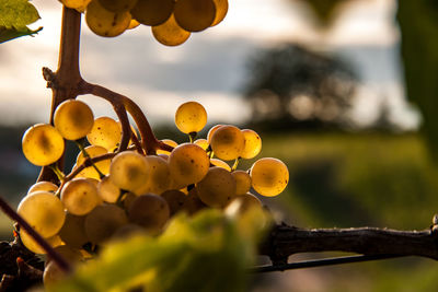 Close-up of fruits growing on tree