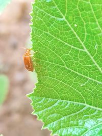 Close-up of insect on leaf