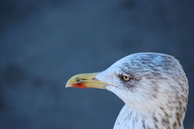 Close-up of seagull against blurred background