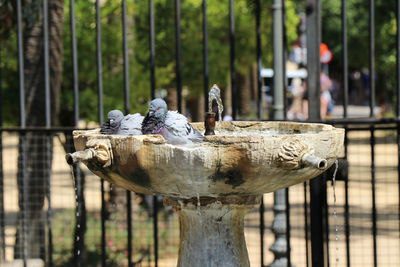 Close-up of  birds on fountain against trees