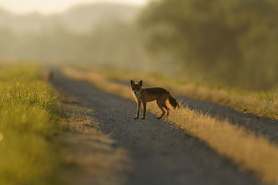 Red fox pup from kopacki rit, croatia