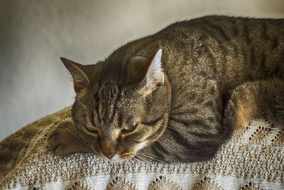 Close-up of cat sleeping at home