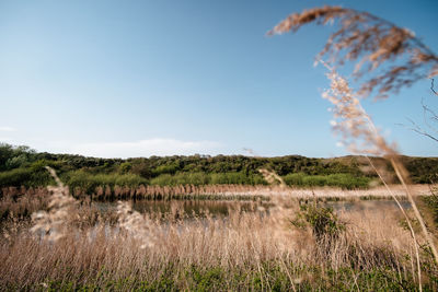 Scenic view of field against sky