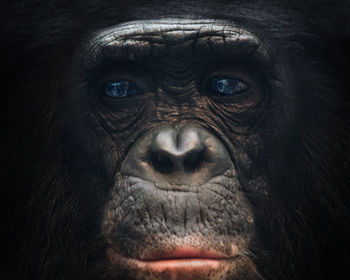 Close-up portrait of monkey