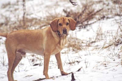 Portrait of dog on field during winter