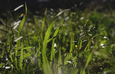 Close-up of crops growing on field