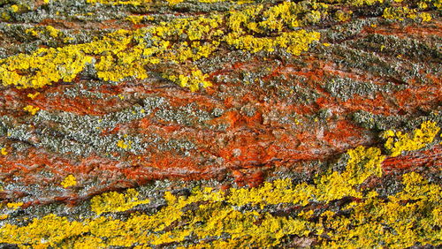 Full frame shot of yellow maple leaf