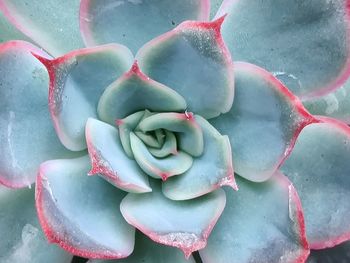 Close-up of succulent plant