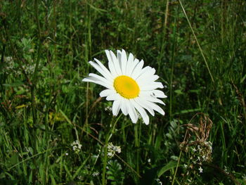 Close-up of daisy flowers blooming in field