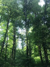 Low angle view of trees in forest