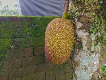 Close-up of strawberry growing against wall