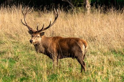 Stag in the grass