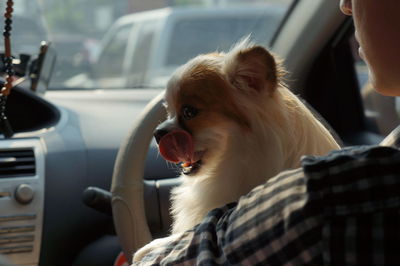 Close-up of man with puppy in car