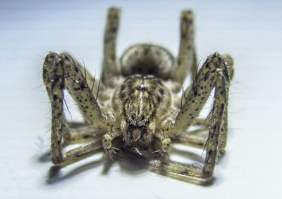 Close-up of spider