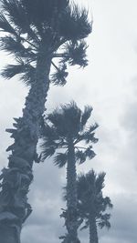 Low angle view of bare trees against sky