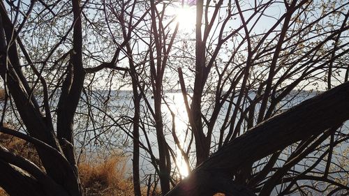 Low angle view of sunlight streaming through bare trees