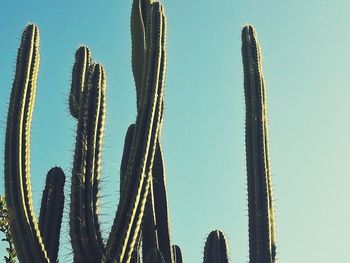 Low angle view of cactus against clear sky