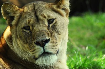 Portrait of lion relaxing outdoors