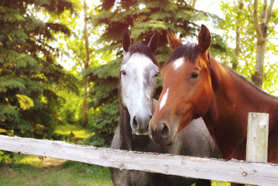 Close-up of horses in a pen