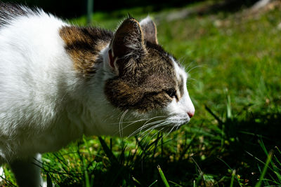 Close-up of a cat on field