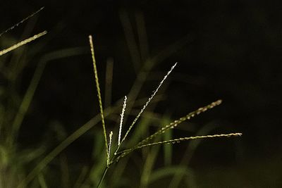 Close-up of plant