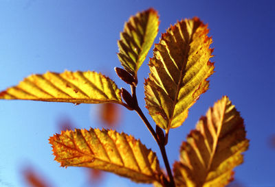 Close-up of yellow leaf against clear blue sky