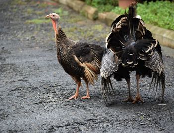 Turkeys on a field