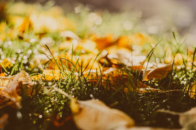 Close-up of grass on field