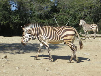 Zebra in a zoo