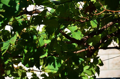 Low angle view of leaves on tree