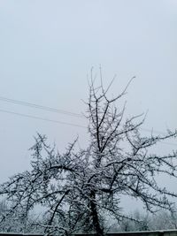 Low angle view of bare tree against clear sky