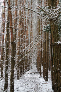 Pine trees in forest during winter