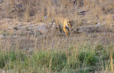 View of cat walking on field