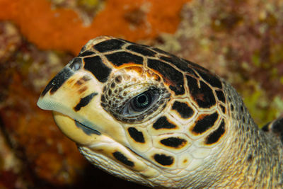 Eretmochelys imbricata