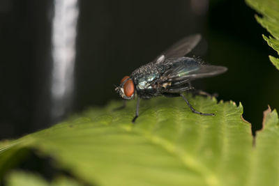 Close-up of fly on leaf