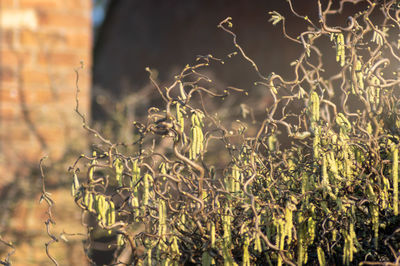 Close-up of plant on field during sunny day