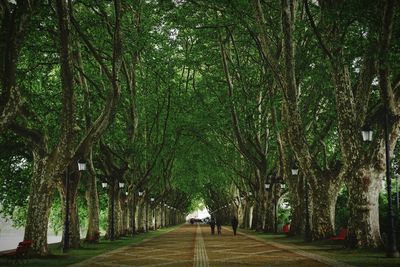 Pathway along trees in park