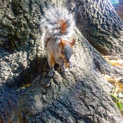 Close-up of squirrel on tree trunk