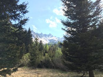 Trees in forest against sky