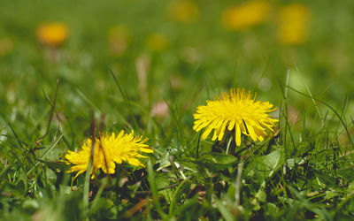 Close-up of yellow flowering plant on field