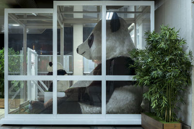 View of cat looking through window