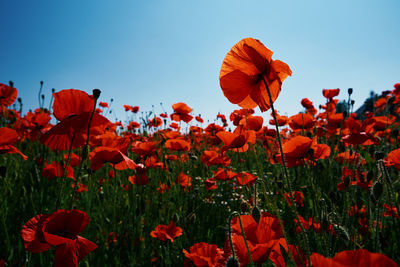 Landscape with blooming poppy flowers against blue sky