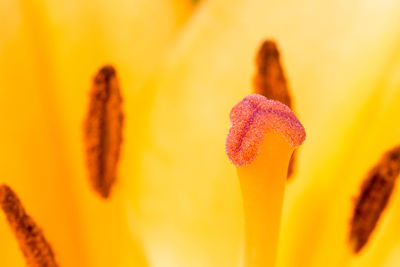 Close-up of yellow flowering plant