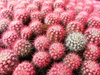 Full frame shot of pink cacti