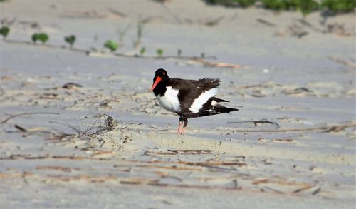 Close-up of birds