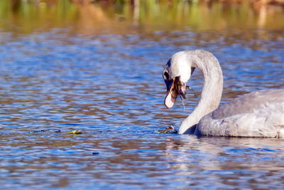 Swan swimming in lake