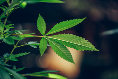 Close-up of green leaves