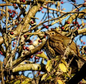 Low angle view of bird perching on branch