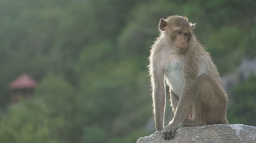 Lion looking away while sitting on rock