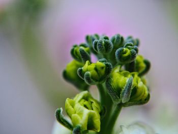 Close-up of flower buds